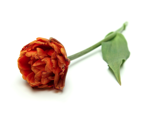 Screen Shot 2016-06-10 at 8.01.26 PM