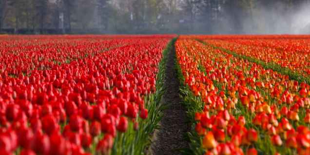 tulips-tulip-field-fields-87633.jpeg