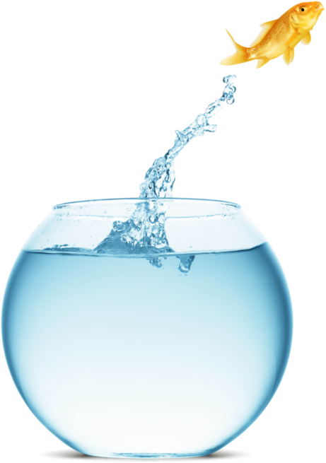 fish-jumping-from-boul