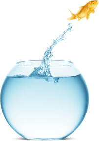 fish-jumping-from-boul